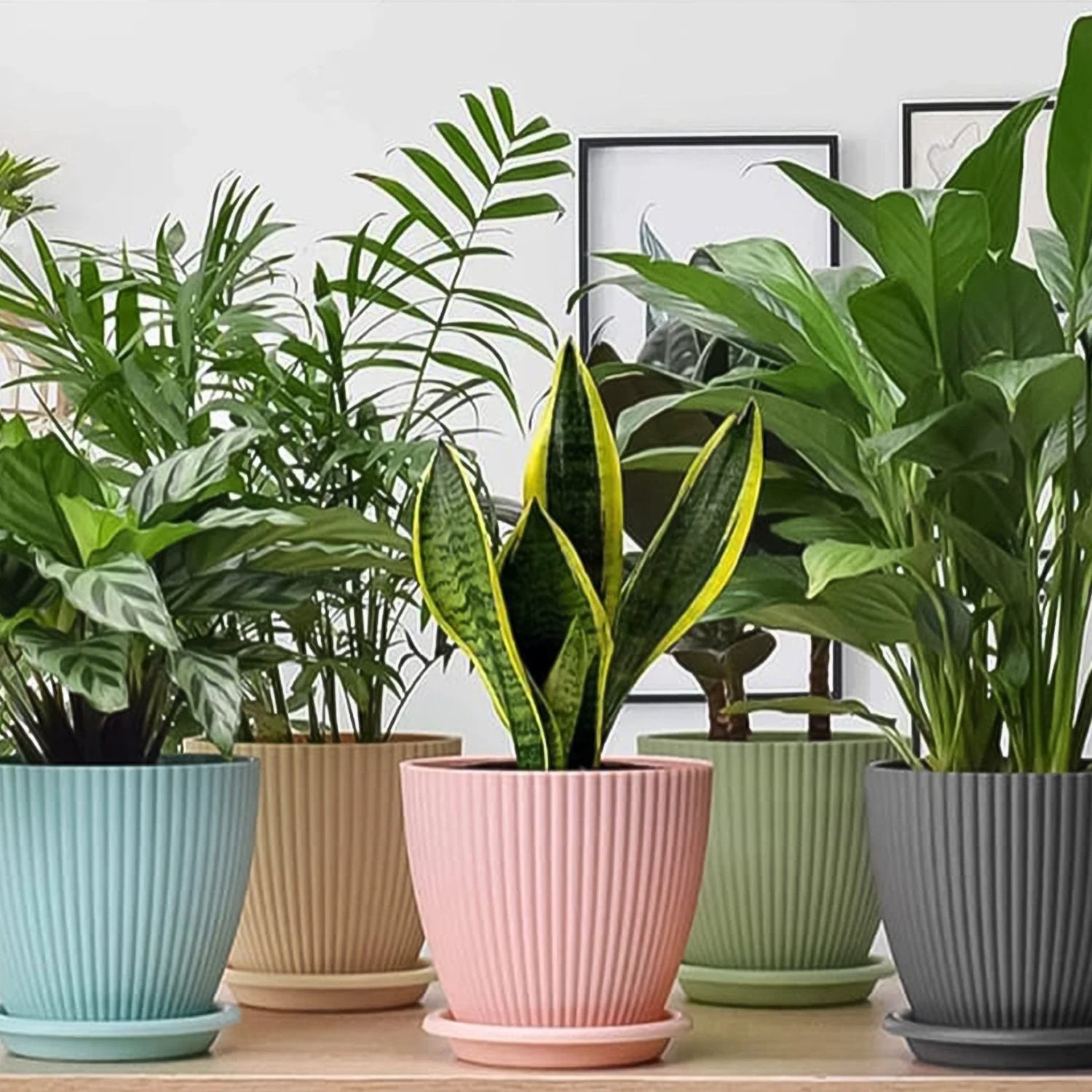 Plastic Flower Pot With Bottom Tray (5 Pcs Set) - 69KART